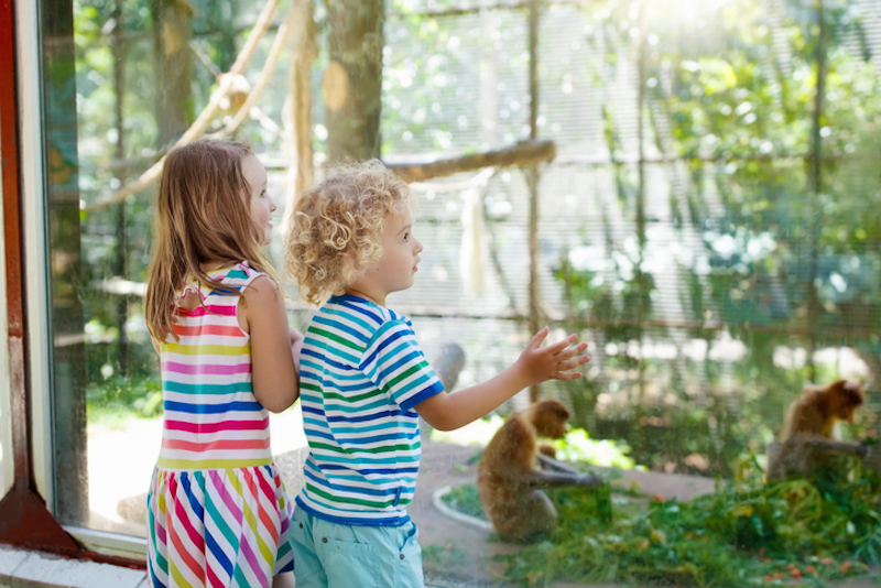 Children enjoy a day at the St. Louis Zoo - JZ Vacation Rentals St. Louis Vacation Rental